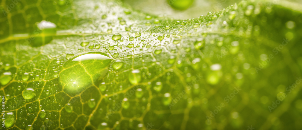 Banner of Rain drops of transparent rain water on a green leaf macro - obrazy, fototapety, plakaty 