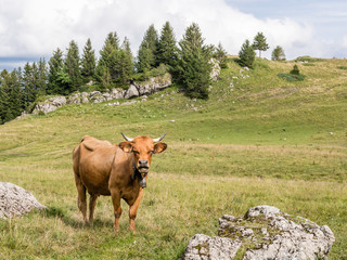 Vache de race tarentaise dans les Alpes en France