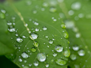  water drops on leaf