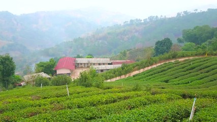 Sticker - Panorama of foggy tea plantation of Mae Salong Chinese Yunnan tea village, located in mountains of Chiang Rai, Thailand