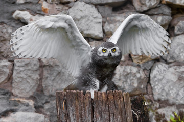 Wall Mural - Owl flaps its wings: A polar owl chick with large yellow eyes sits on a stump and stretches its wings proud to take off, nature of the north in summer.