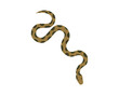 Snake Isolated on White Background, Great for book education, tattoo, sticker and design element! 