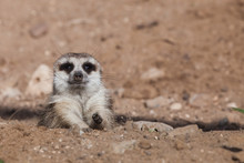 Peeps Out Of Trench Shelter A Watchful  Peppy Meerkat (Timon) On A Sandy Desert Background Is Watching Closely.