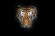 Tiger face close-up, isolated on black background,