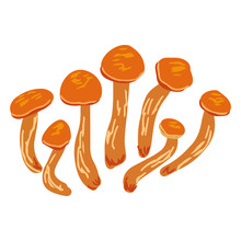Omphalotus Illudens, Orange Cup Mushroom