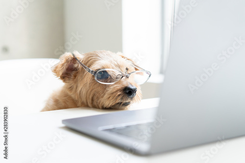 眼鏡をかけてパソコンを見るノーフォークテリア犬 Acheter Cette Photo Libre De Droit Et Decouvrir Des Images Similaires Sur Adobe Stock Adobe Stock