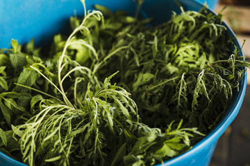 Green fresh arugula in blue bucket at market