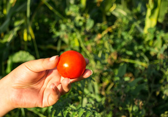 Fresh small tomato in hand