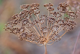 Fototapeta Dmuchawce - Dry dill seeds in summer garden