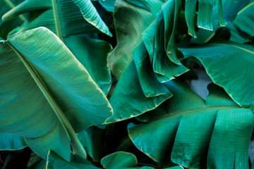 Fresh green banana leaves taken at  back of house