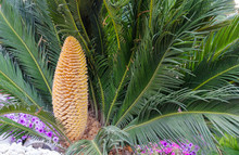 Cycas Revoluta Male Is A Slow-growing Tree With Green Leaves And Drupe That Contains The Seeds.  Sago Palm, Turkey, Belek.