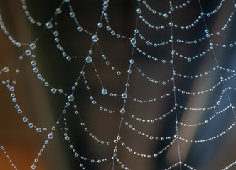  Spinnennetz mit Wassertropfen
