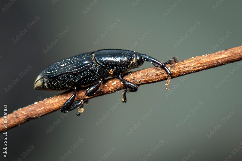 Rotsspringer Insect Image of banana root borer (Cosmopolites sordidus) on the branches on a ...