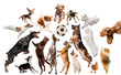 Young dogs are posing. Cute doggies or pets are looking happy isolated on white background. Studio photoshots. Creative collage of dogs, fighting for ball like a football players. Flyer for your ad.