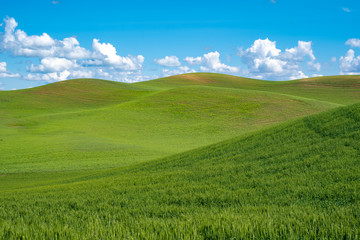 sunny summer day in the rolling green grass hills of the palouse in washington state
