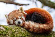 Red Panda In The Tree