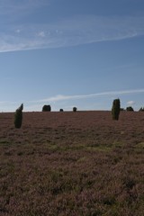 Wall Mural - pasture hay house