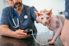 Professional Doctor Measuring The Pressure Of The Blood Of An Healthy Cat.
