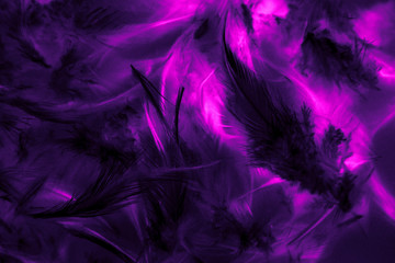 Wall Mural - Beautiful abstract texture close up color black purple and pink feathers background and wallpaper