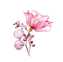 Transparent Floral Set Isolated Arrangement Of Big Pink Rose Flower, Berries, Leaves, Branches In Pastel Grey, Violet, Purple, Vintage Ornament, Wedding Design, Stationery Card Print