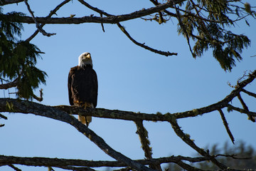 bald eagle sitting high in a tree on Vancouver Island