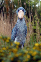 Sticker - The shoebill (Balaeniceps rex) also known as whalehead or shoe-billed stork portrait in yellow reeds.