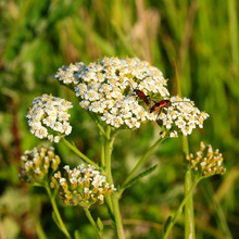 Achillea Millefolium Or Yarrow Or Common Yarrow. Bright Beetles Mating On White Yarrow Flowers At Summertime. Insects Reproduce In Wild Nature. Selective Focus