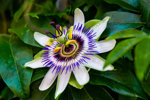 Blue Flower Or Passiflora (Passiflora Caerulea) Leaves In Tropical Garden. Beautiful Passion Fruit Flower Or Passiflora (Passifloraceae). Passiflora Is A Genus Of 550 Species. Evergreen Tropical Vine.