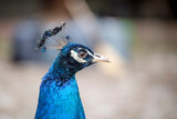 Fototapeta Zwierzęta - Close-up portrait of a beautiful peacock 3