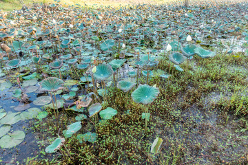 Wall Mural - beautiful lotus in the canal