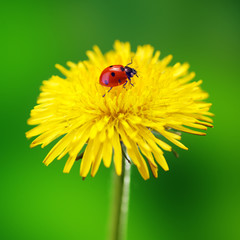 Fototapete - Ladybug sitting on a flower, green background