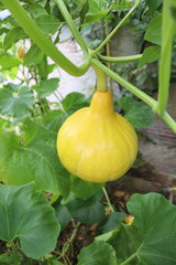 Canvas Print - Courge dans un potager