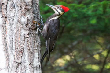 Original nature photograph of a large Pileated Woodpecker on a tree 