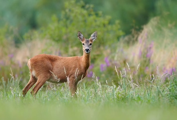 Fototapete - Roe deer (Capreolus capreolus) female