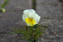 The Small Flower Growing Through A Crack In The Old Brick Pavement In Spring