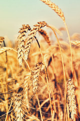 Ripe Wheat Ears taken closeup.