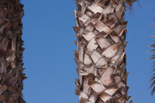 Palm Tree Trunk Detail