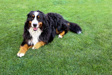 Happy Family Smiling Bernese Mountain Dog Lying On Green Grass With Copy Space 