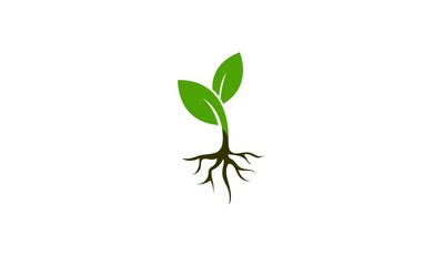 plant vector