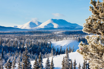 taiga winter snow landscape yukon territory canada