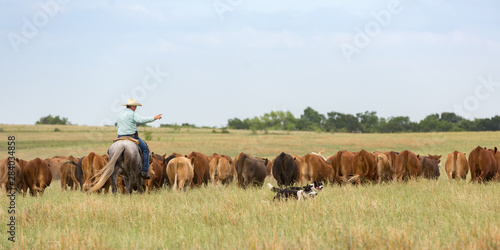Fotografía Moving cattle with working dogs