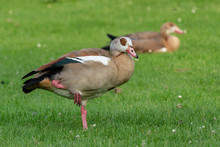 Egyptian Goose (Alopochen Aegyptiaca) On A Meadow In A Park