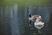 Pair Of Geese Swimming In The Lake At Gene Leahy Mall In Omaha.