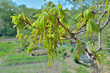 Blooming oak 1