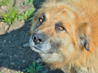 Wall Mural - Head of yellow dog