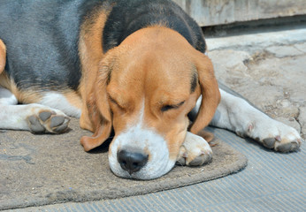 Wall Mural - Dog beagle 9