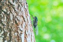 Macro Close-up Of An Insect Cicada Outdoors On A Tree