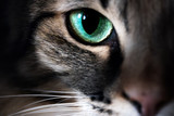 Fototapeta Zwierzęta - Cat eye macro closeup animal