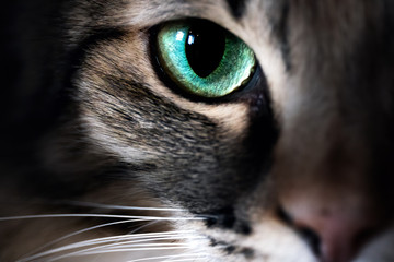cat eye macro closeup animal