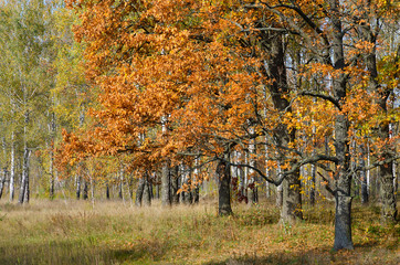 Golden autumn in deciduous forest